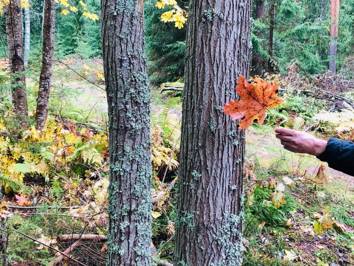 Keho ei ole koskaan&nbsp;väärässä