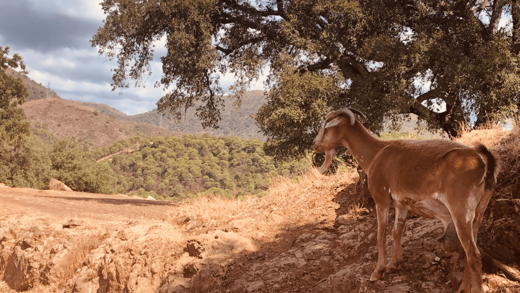 Vuohia näkyy usein Sierra Bermejan vuoristossa patikointiretkillä. 