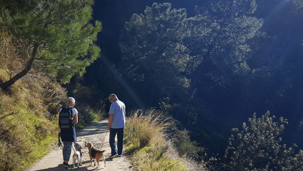 Vihreä Istanin kyläkierros sujuu rennosti myös koirien kanssa. 