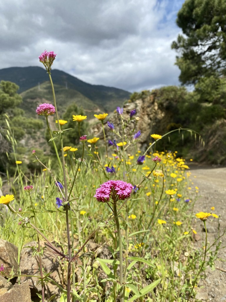 Kukkia kukkia kukkia
